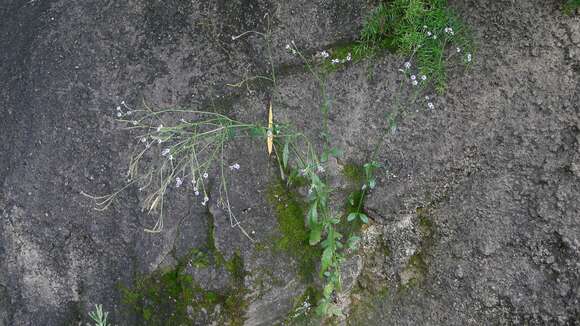 Image of seashore vervain