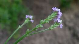 Image of seashore vervain