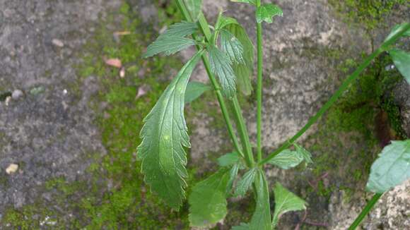 Image of seashore vervain