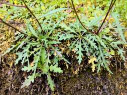 Image of Senecio morrisonensis Hayata