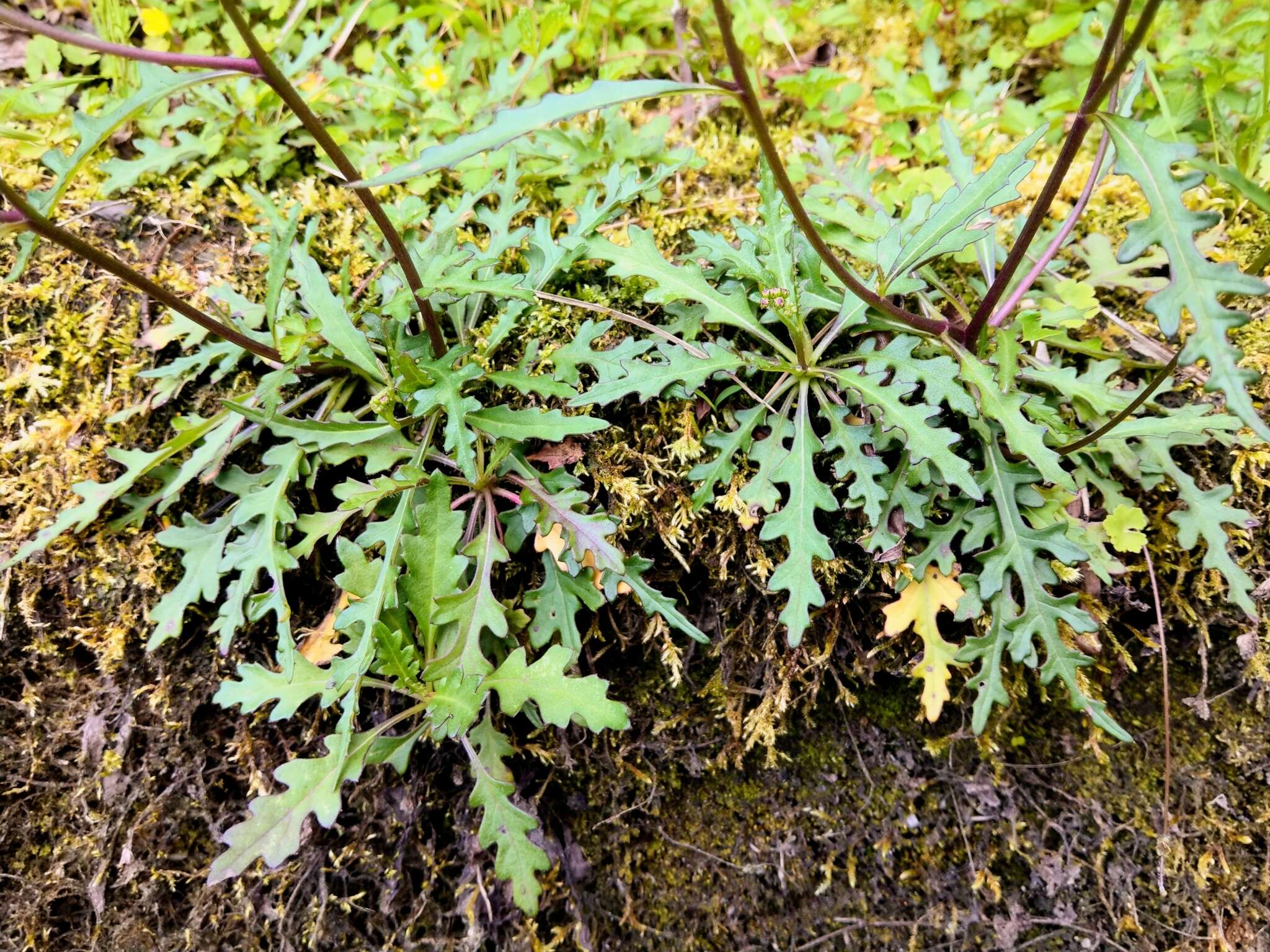 Plancia ëd Senecio morrisonensis Hayata