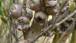 Image of thymeleaf melaleuca