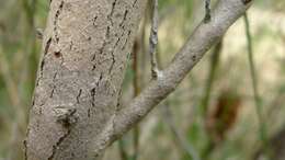 Image of thymeleaf melaleuca