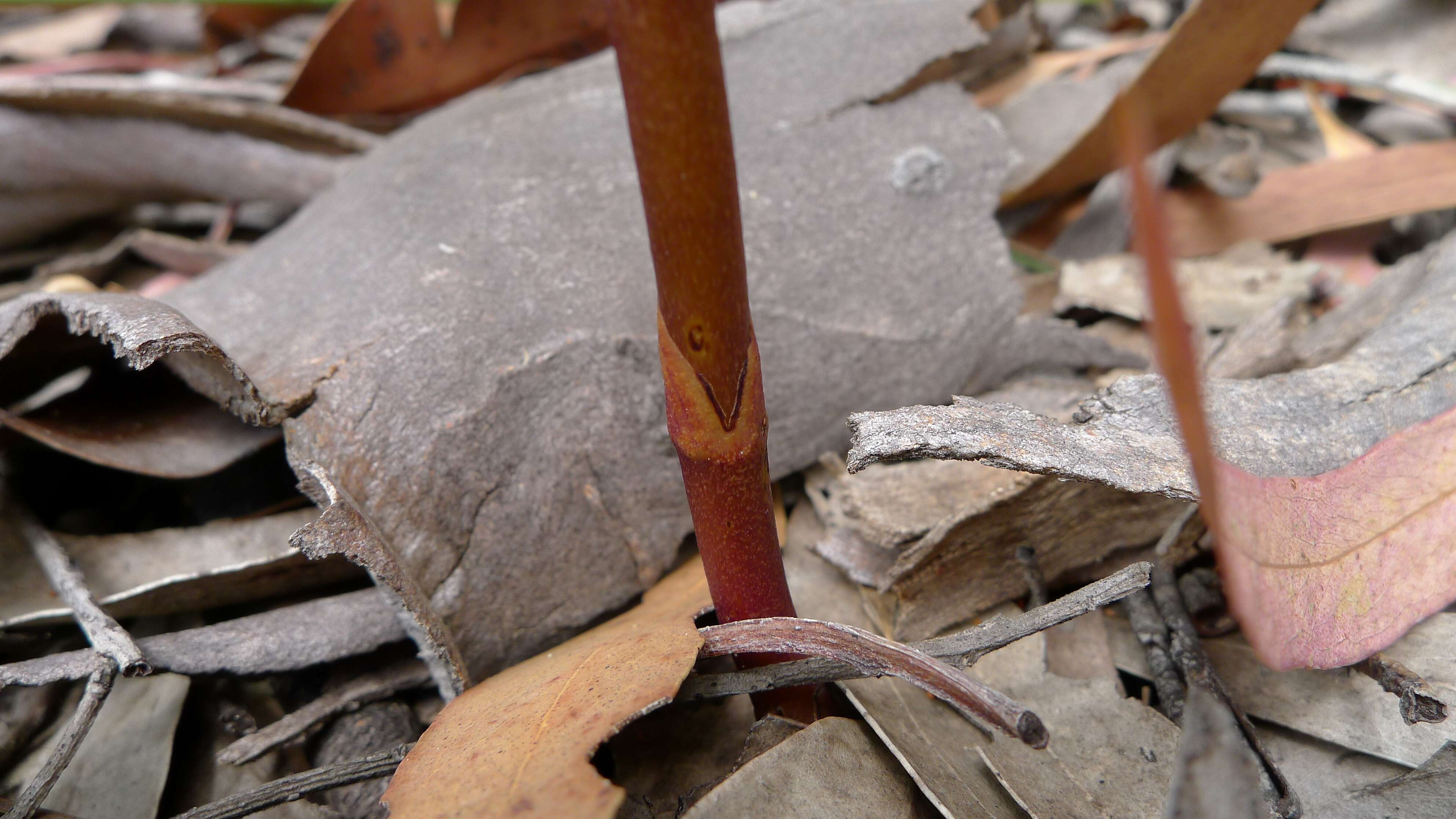 Imagem de Dipodium roseum D. L. Jones & M. A. Clem.