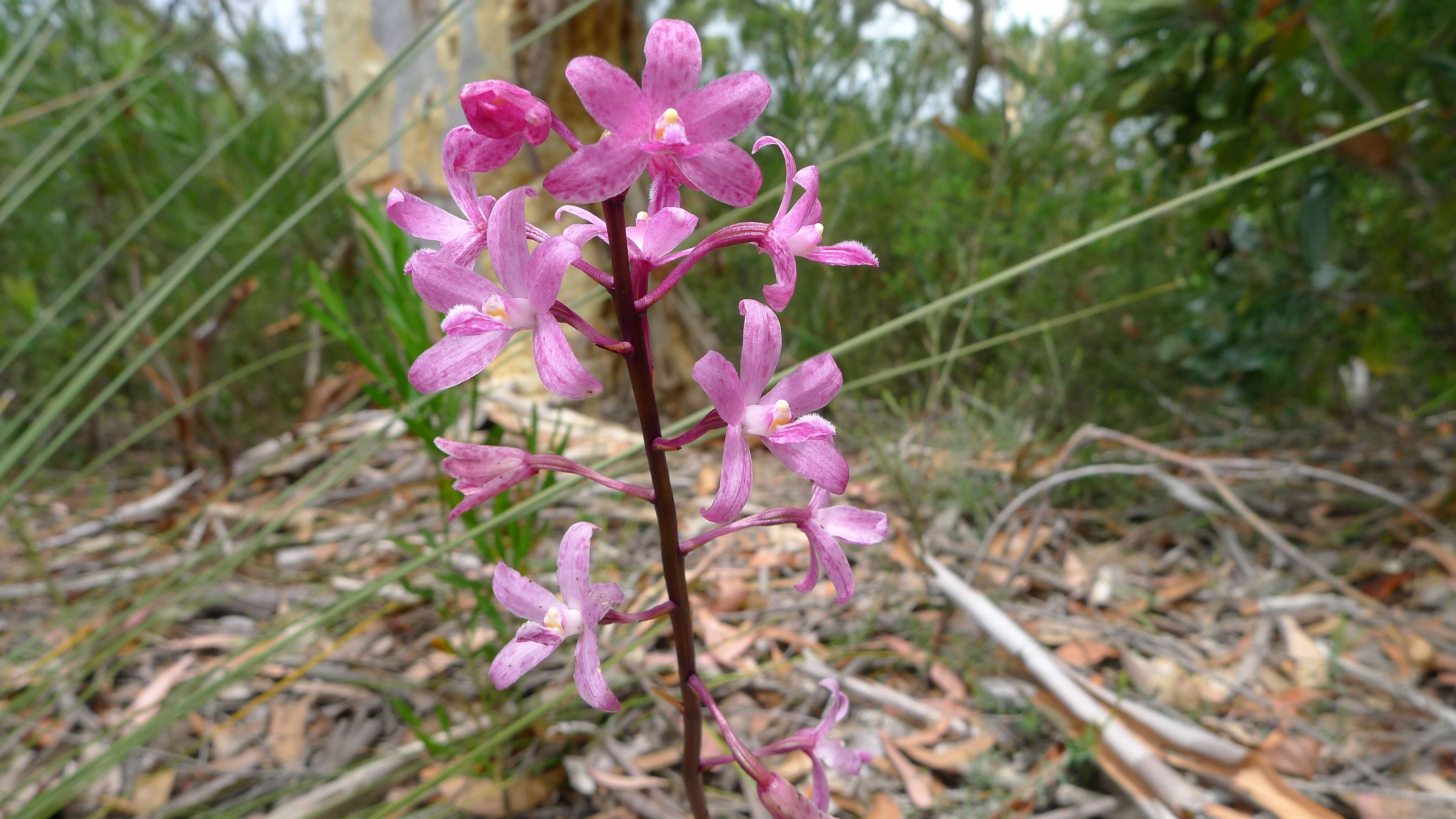 Image of pink hyacinth-orchid