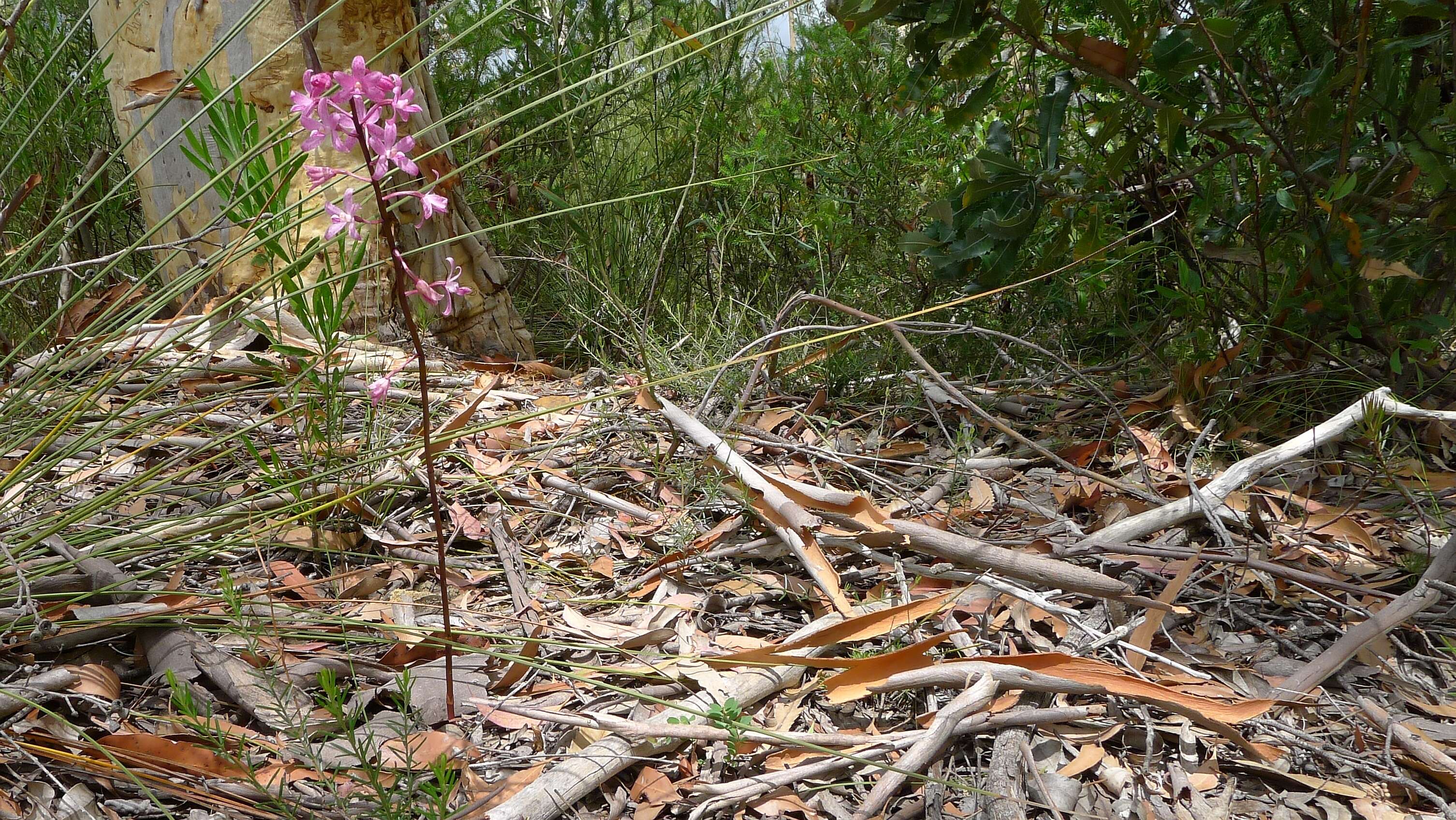 Plancia ëd Dipodium roseum D. L. Jones & M. A. Clem.