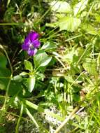 Image of Viola disjuncta W. Becker