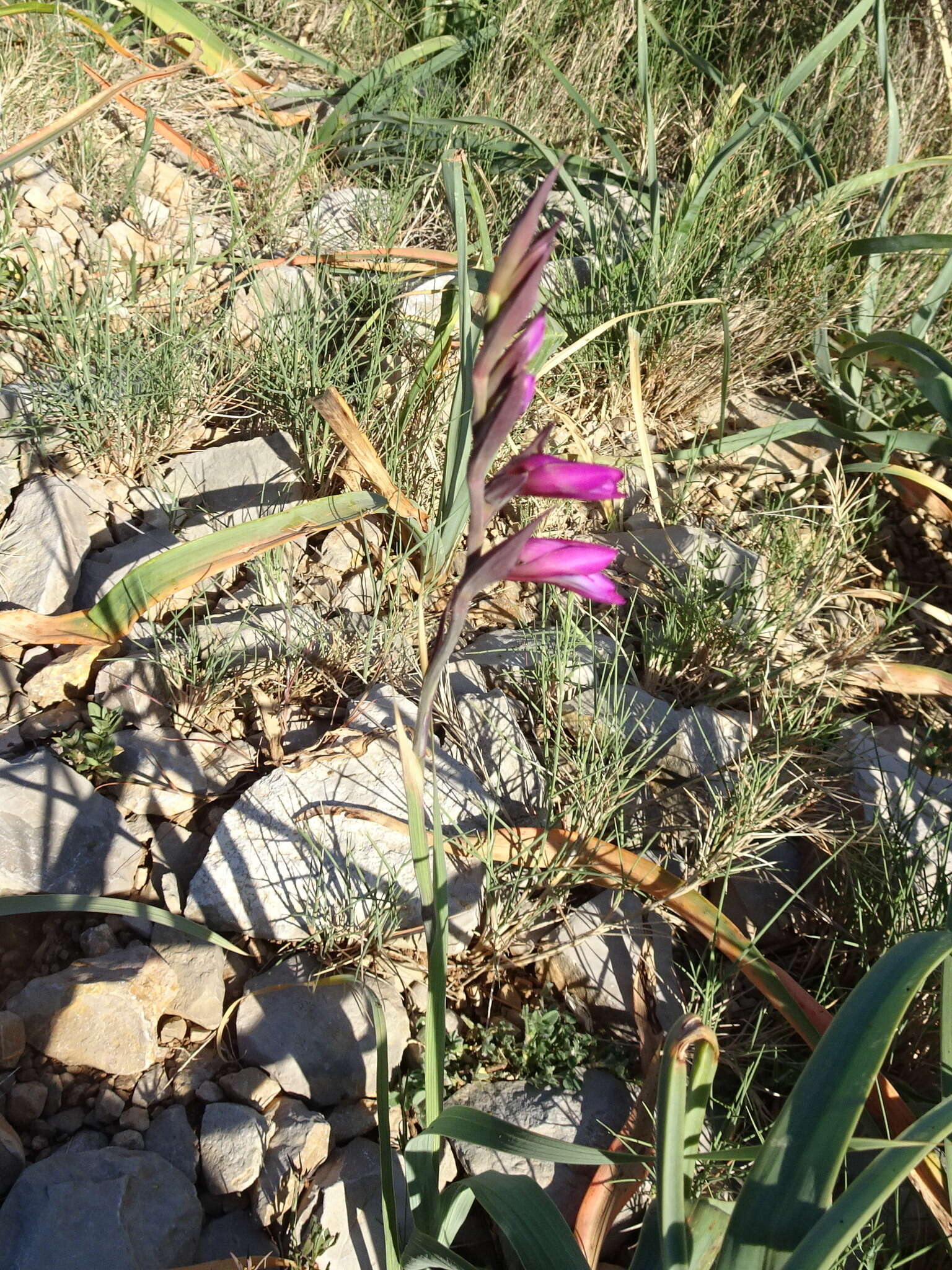 Image of Common Sword Lily