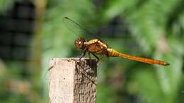 Слика од Orthetrum villosovittatum (Brauer 1868)