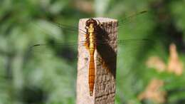 Слика од Orthetrum villosovittatum (Brauer 1868)