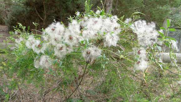 <i>Clematis aristata</i> resmi