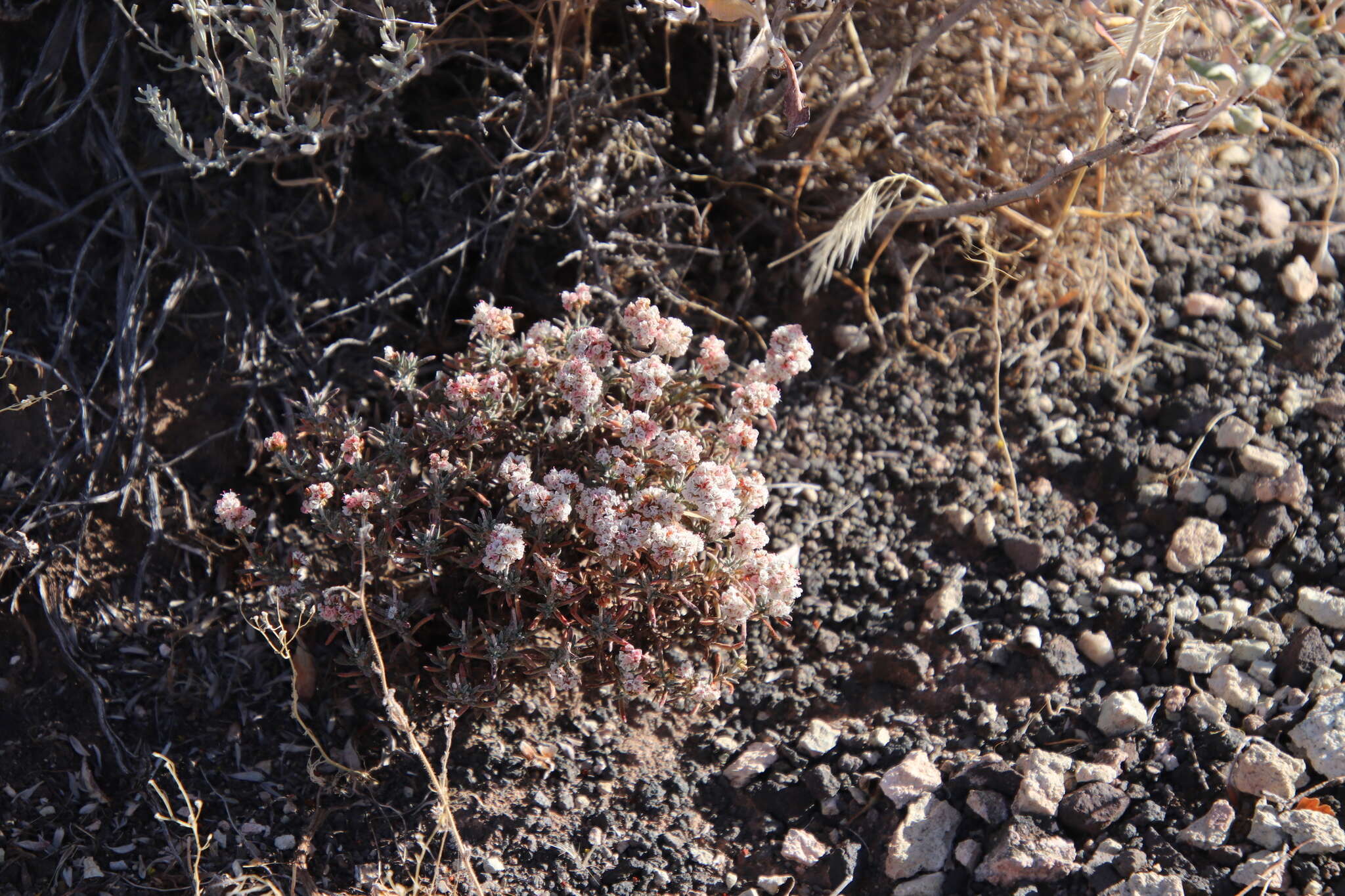 Image of Yavapai County buckwheat