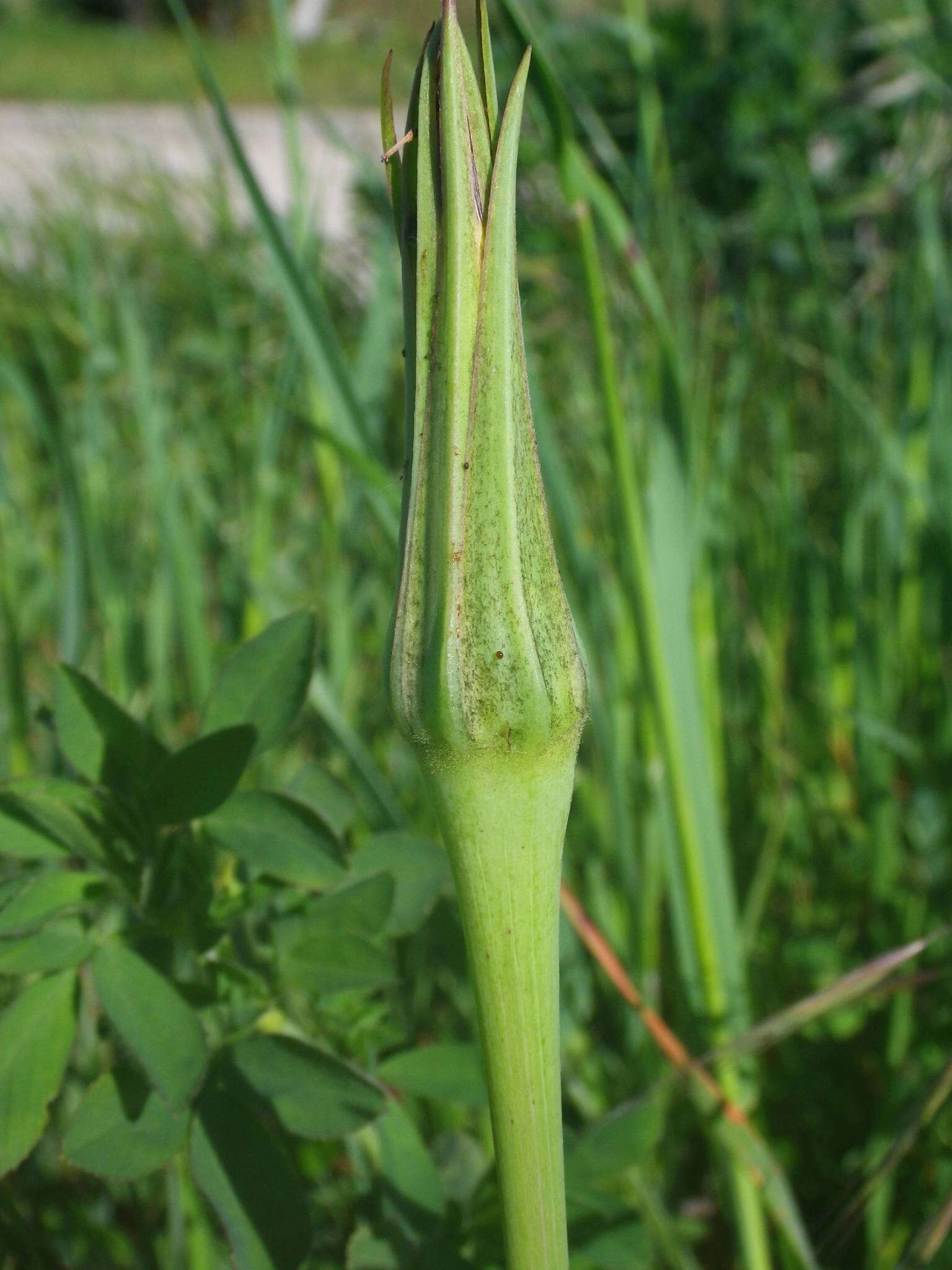 Image of Tragopogon porrifolius subsp. porrifolius