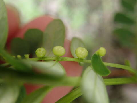 Image of Phyllanthus urinaria subsp. urinaria