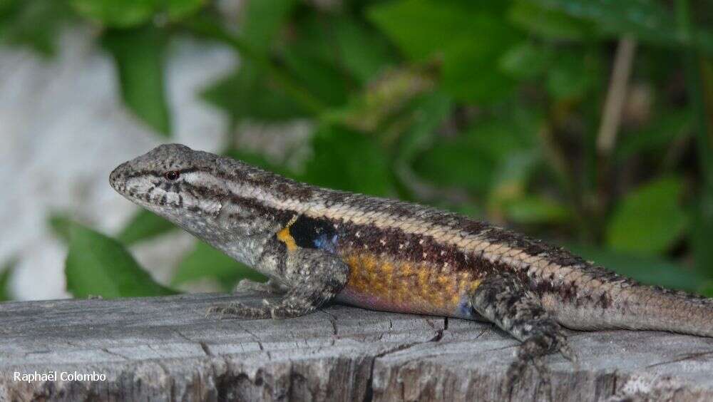 Image of Teapen Rosebelly Lizard