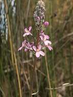 Stylidium brunonianum subsp. brunonianum resmi