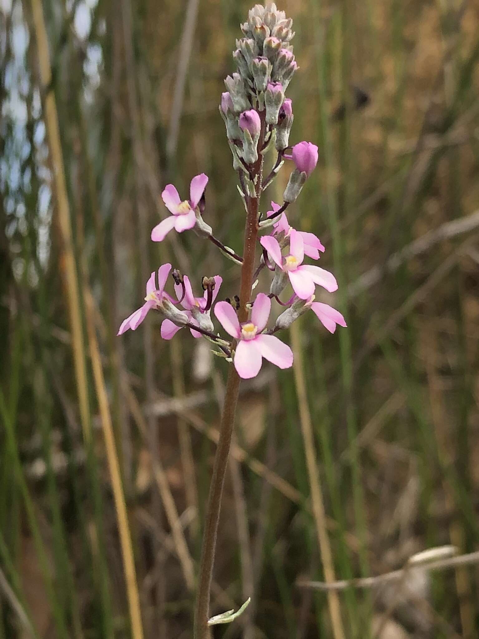 Stylidium brunonianum subsp. brunonianum resmi