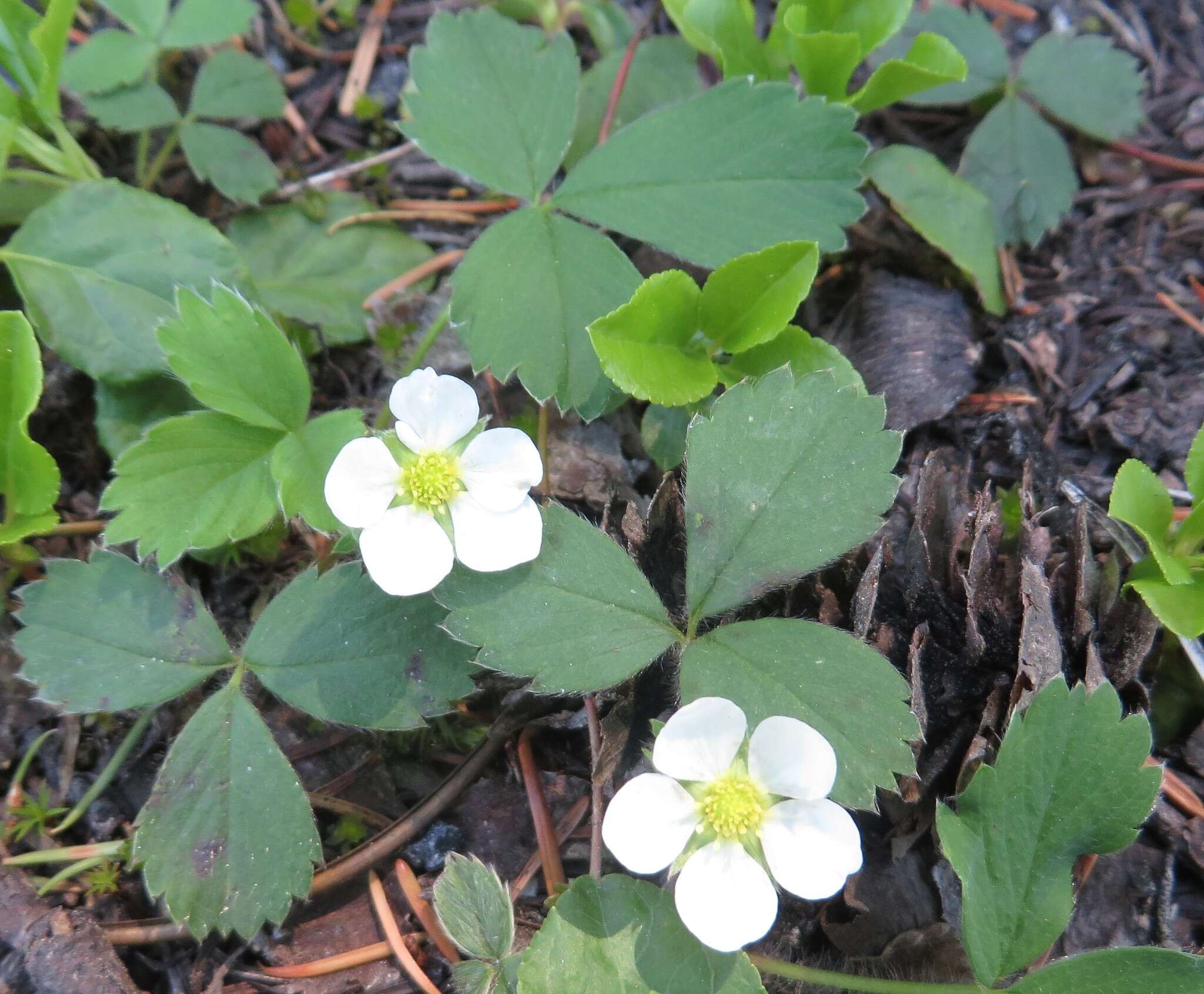 Image of Cascades strawberry