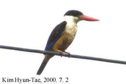 Image of Black-capped Kingfisher