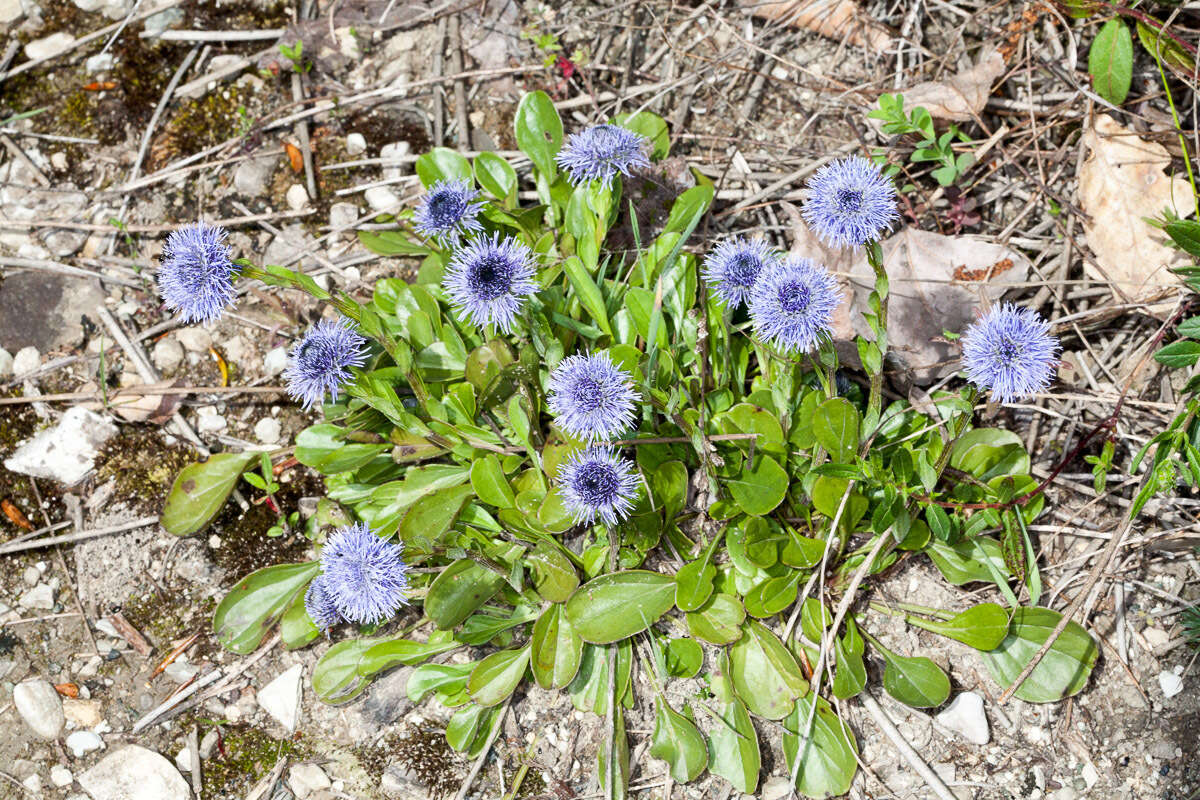 Image of Globularia bisnagarica L.