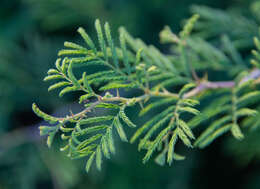 Image de Prosopis farcta (Banks & Sol.) J. F. Macbr.