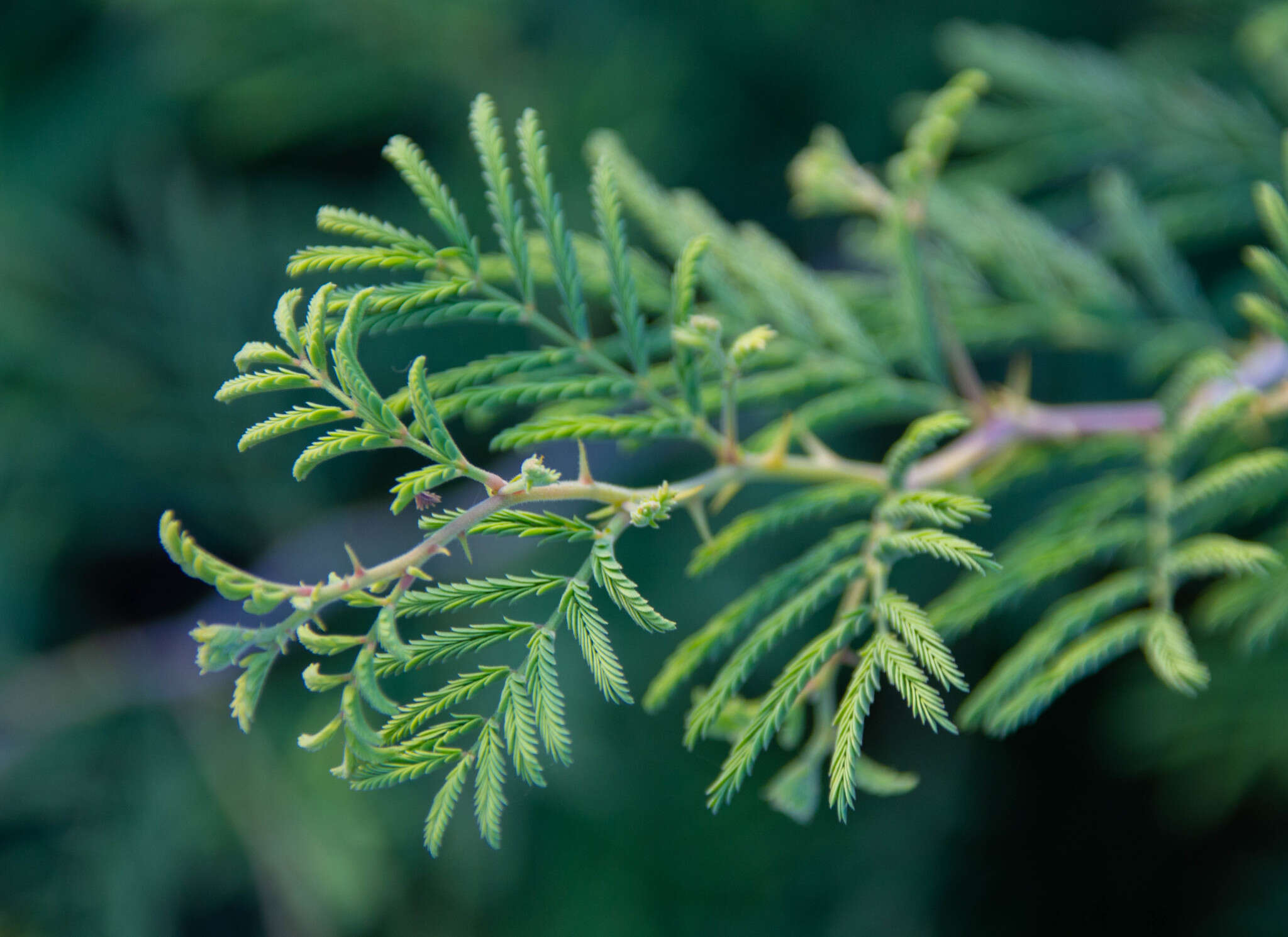 Image de Prosopis farcta (Banks & Sol.) J. F. Macbr.