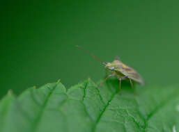 Слика од Amblytylus nasutus (Kirschbaum 1856)