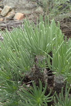 Image of <i>Tylecodon cacalioides</i>