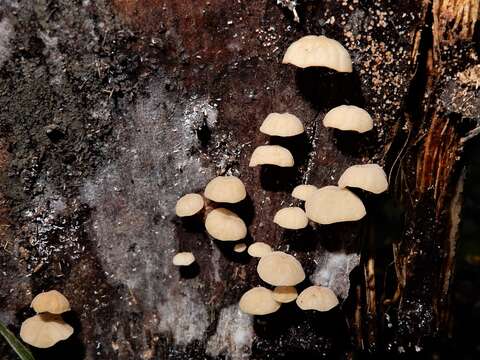 Image of Cryptomarasmius rhopalostylidis (Desjardin & E. Horak) J. A. Cooper 2014