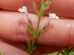 Image of Reverchon's false pennyroyal