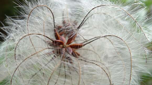 Imagem de <i>Clematis aristata</i>