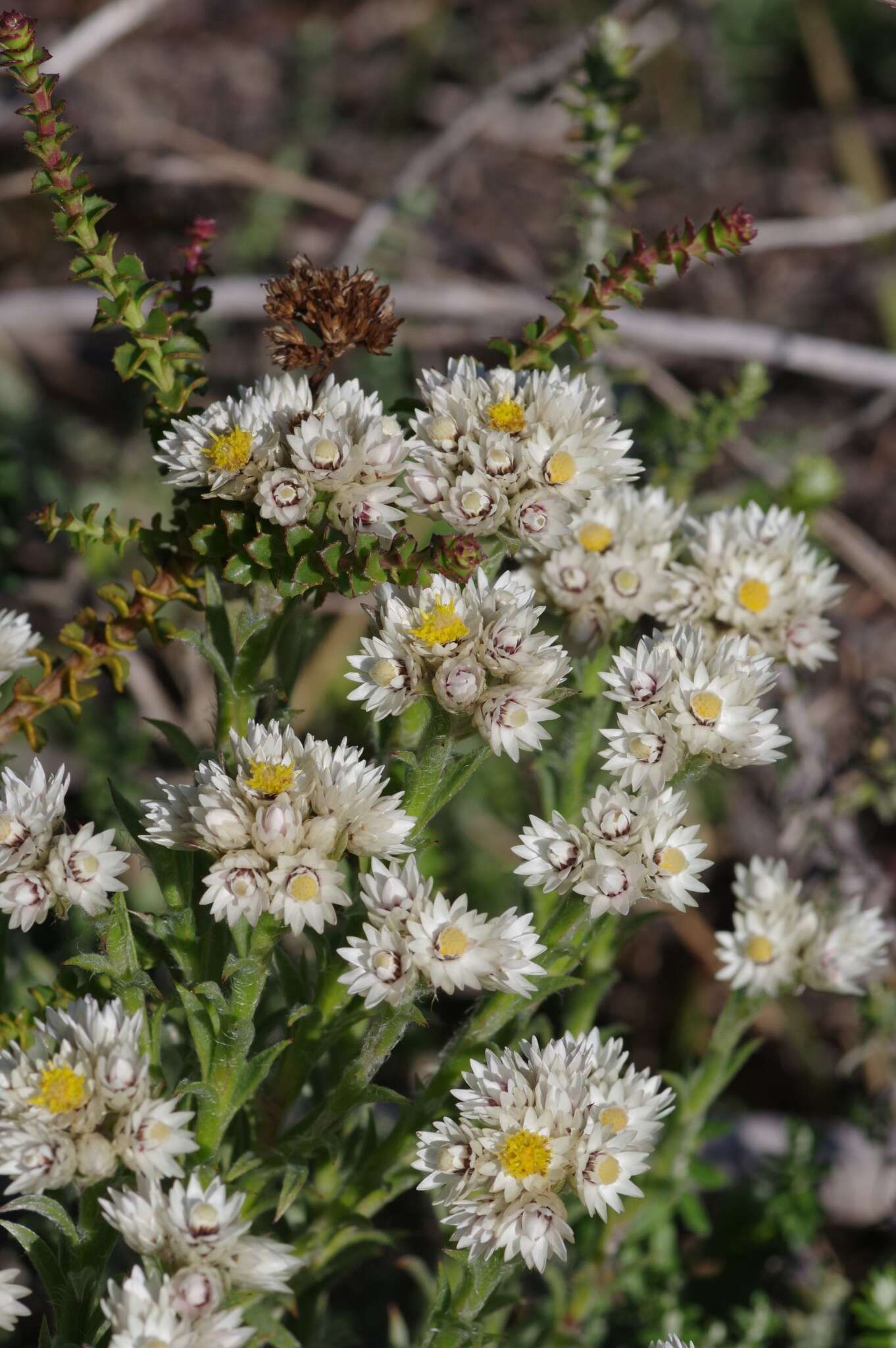 Image of Achyranthemum striatum