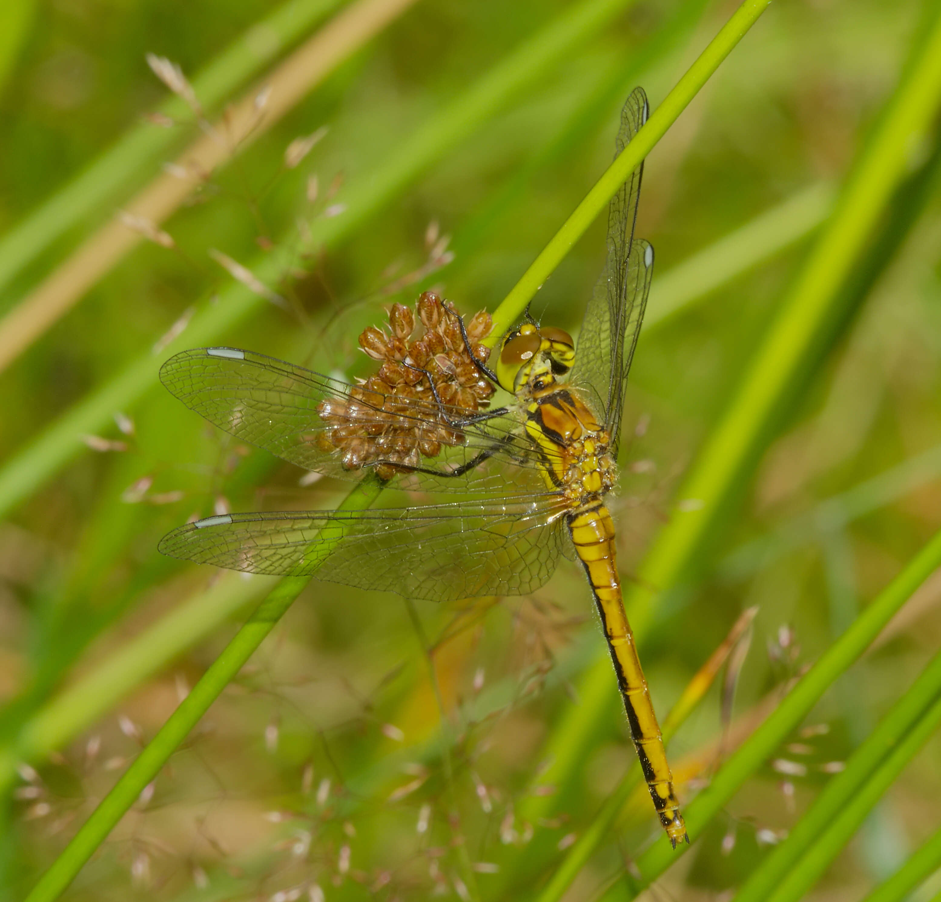 Image of black darter