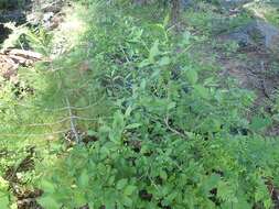 Image of purpleflower honeysuckle