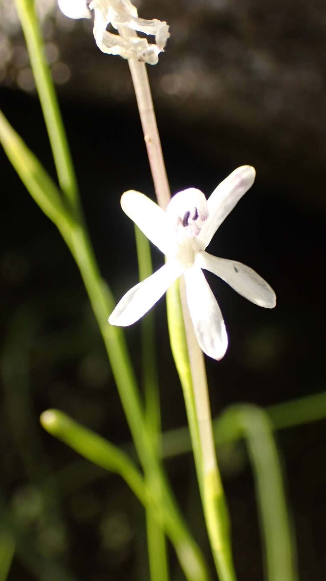 Image of Xenoscapa fistulosa (Spreng. ex Klatt) Goldblatt & J. C. Manning