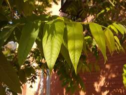 Image of Juglans australis Griseb.