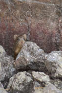 Image of tawny-bellied cotton rat