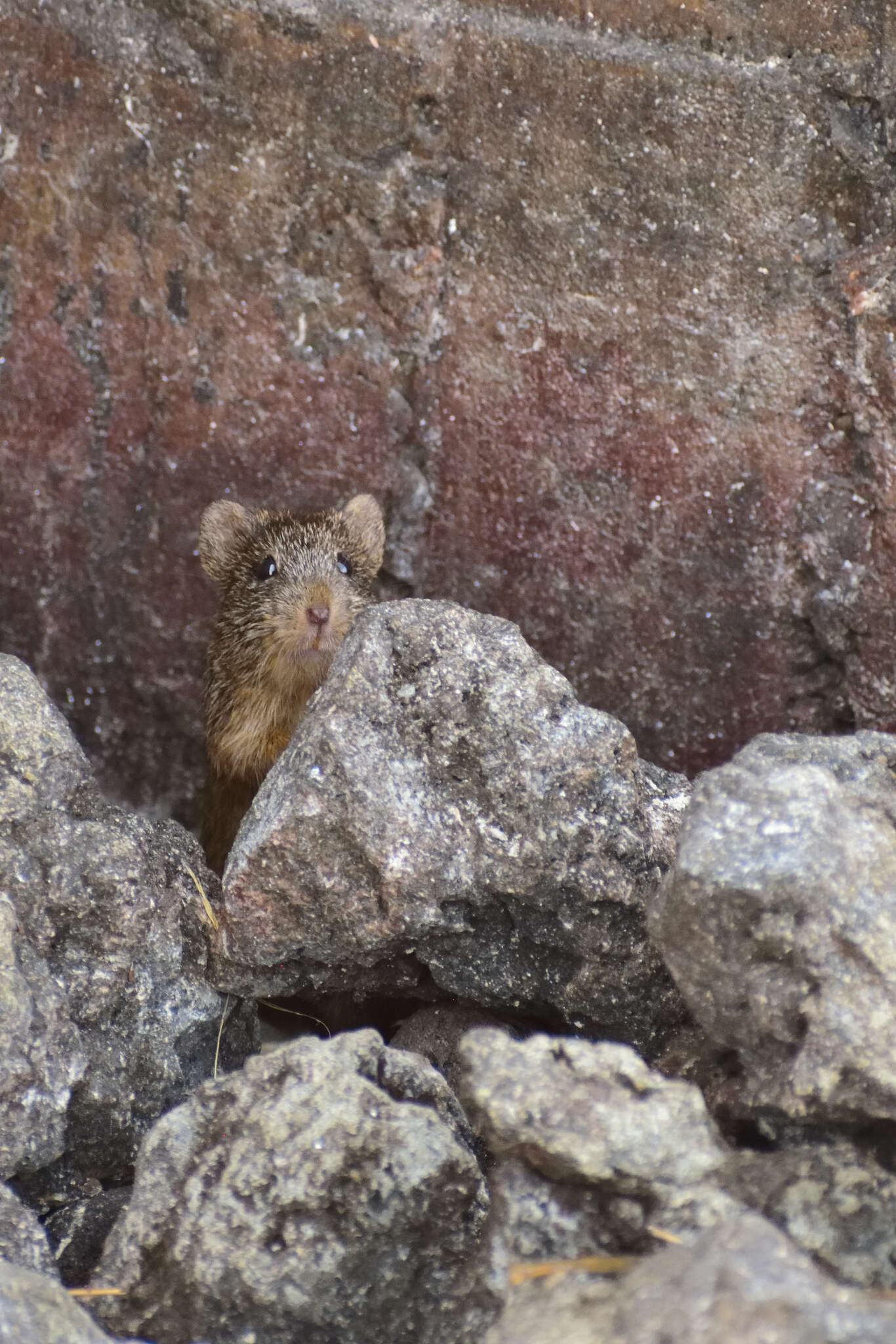 Image of tawny-bellied cotton rat