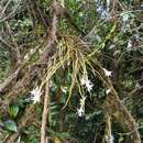 Imagem de Dendrobium longicornu Lindl.
