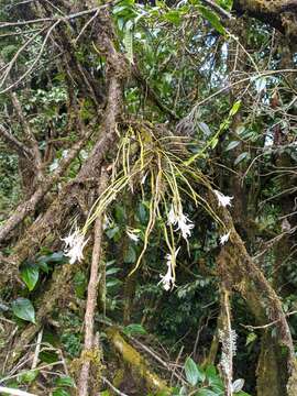 Imagem de Dendrobium longicornu Lindl.