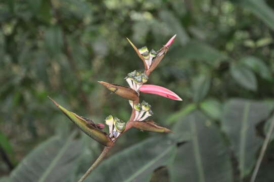 صورة Heliconia metallica Planch. & Linden ex Hook.