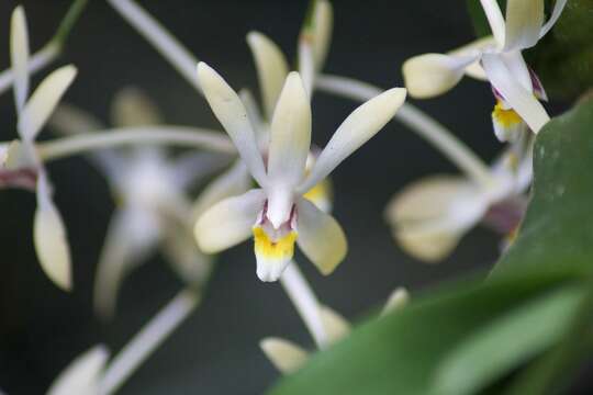 Imagem de Dendrobium cymbidioides (Blume) Lindl.