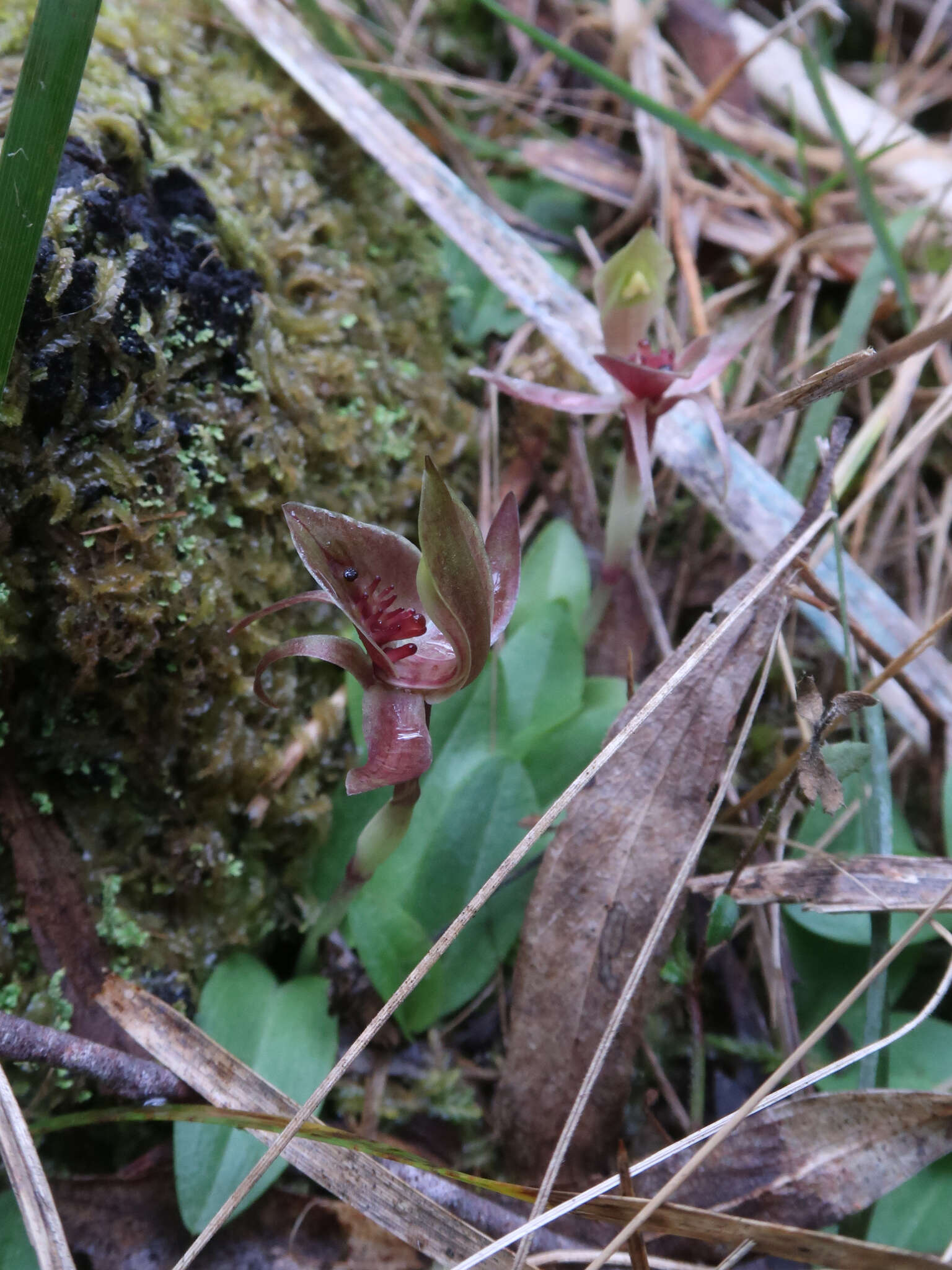 Image of Three-horned bird orchid