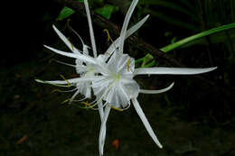 Image of Coastal Carolina Spiderlily