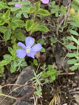 Слика од Linum leonii F. W. Schultz