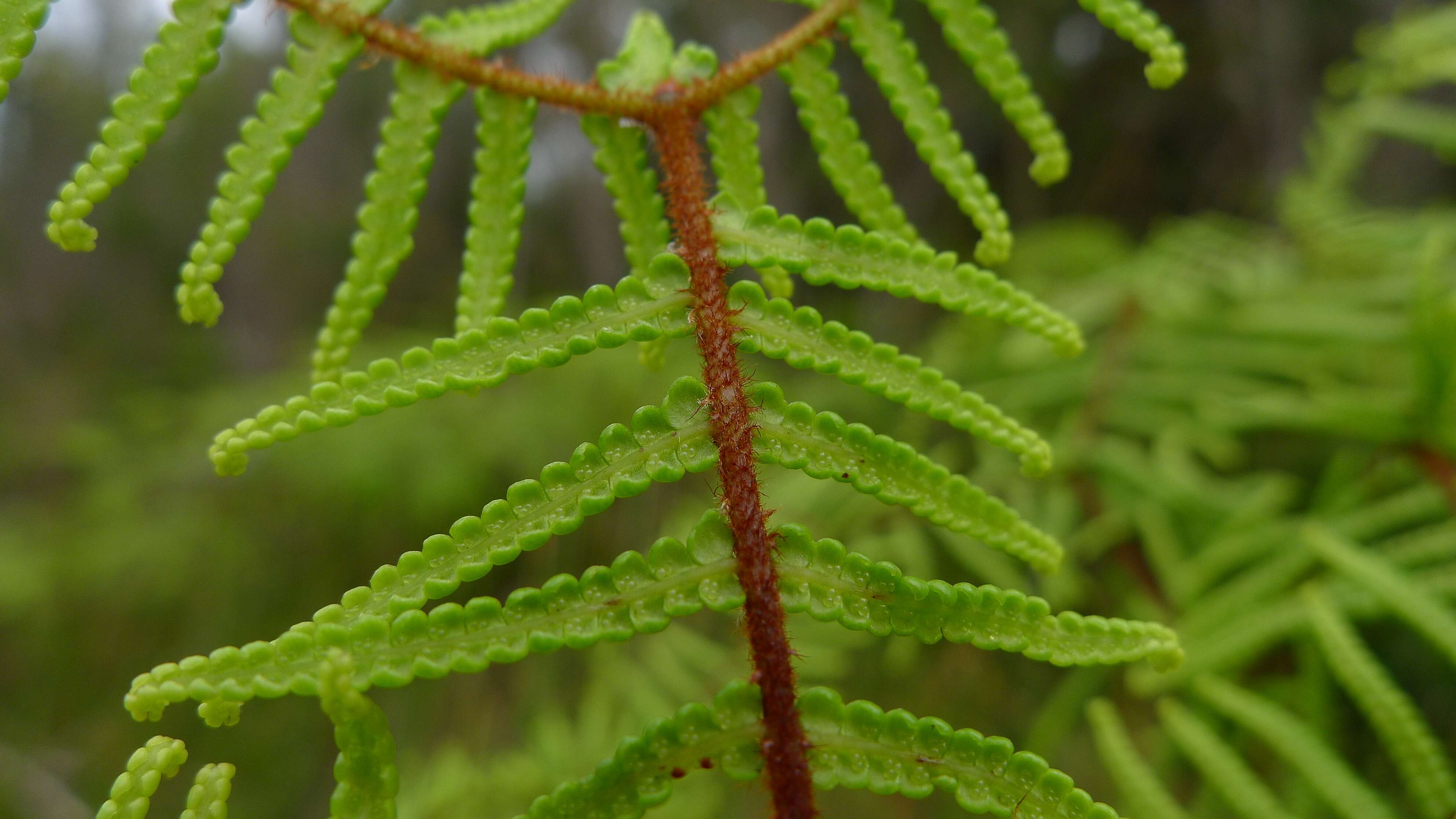 Image of Gleichenia dicarpa R. Br.