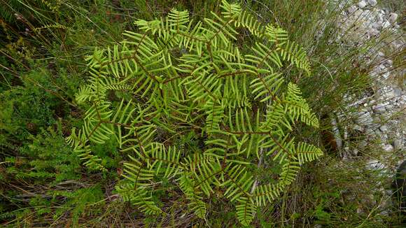 Image of Gleichenia dicarpa R. Br.