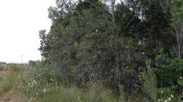 Imagem de Banksia marginata Cav.