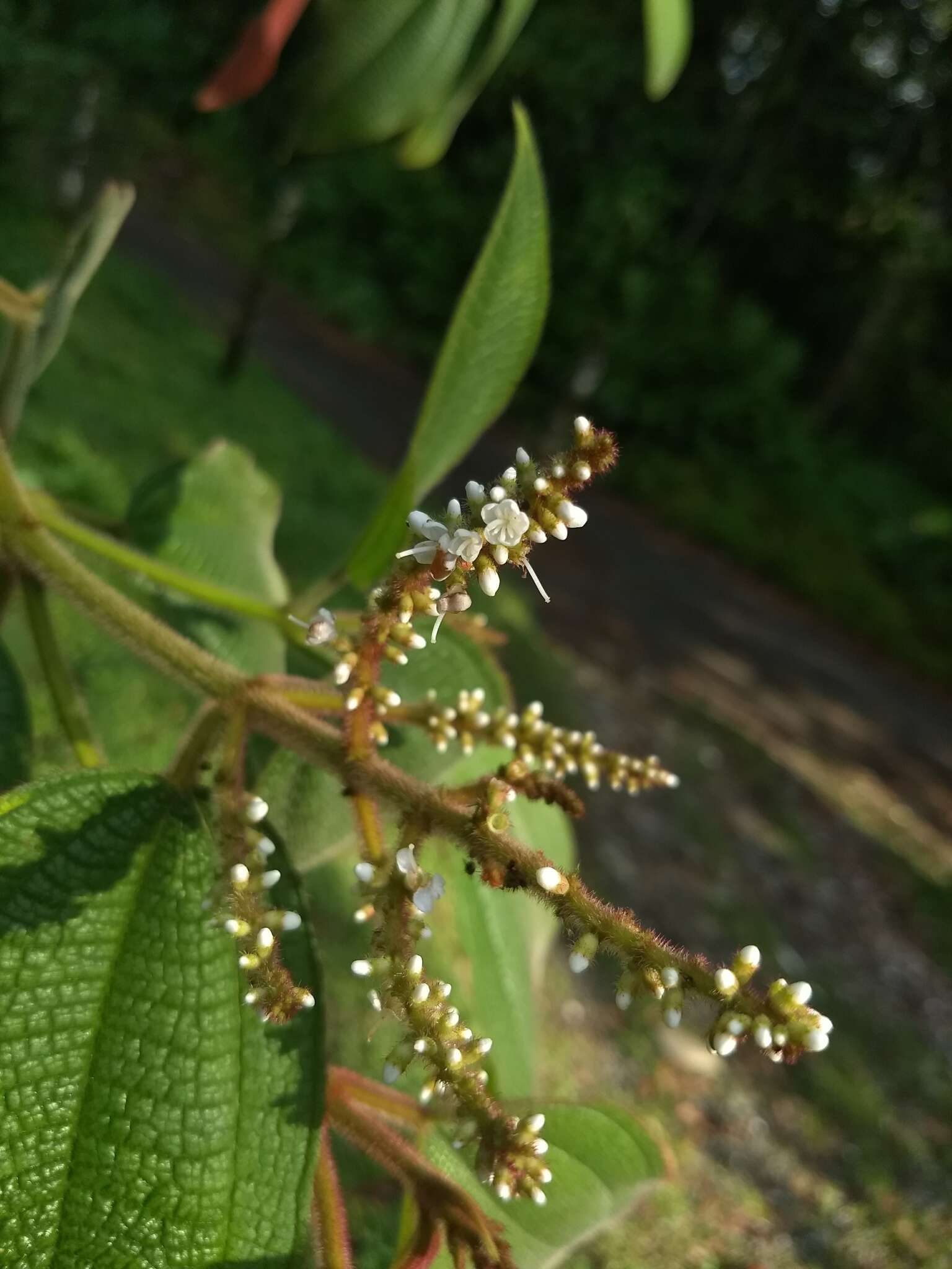 Слика од Miconia aeruginosa Naud.