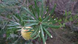 Imagem de Banksia marginata Cav.